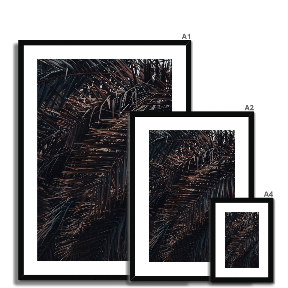 Saudi Palms