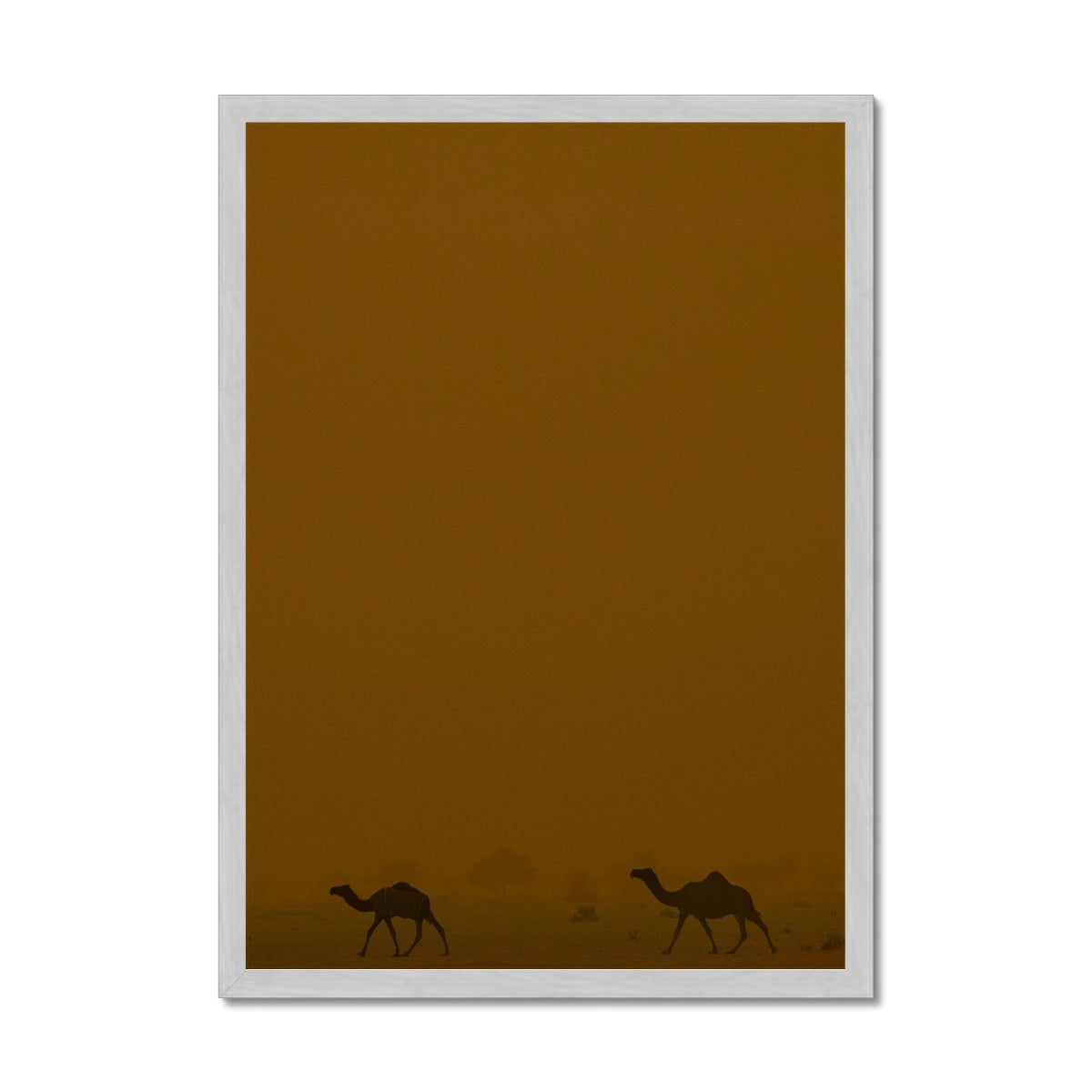Roaming Camels II Riyadh