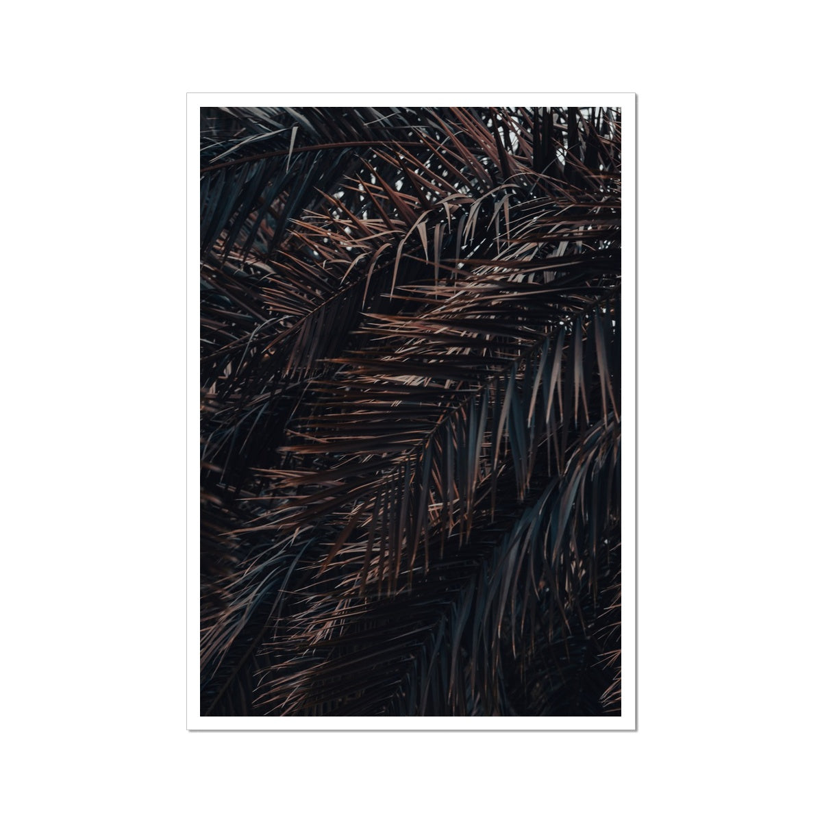Saudi Palms