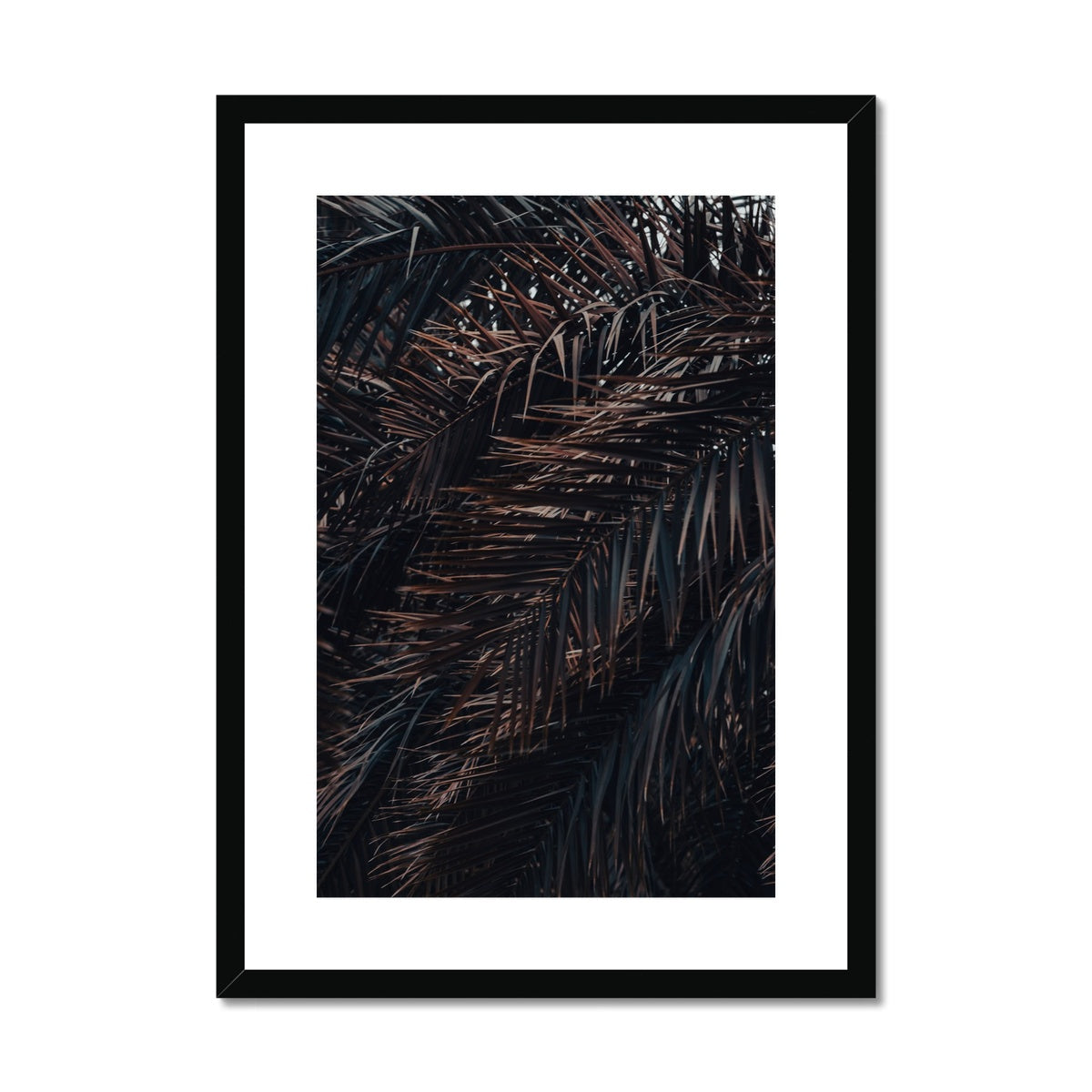 Saudi Palms