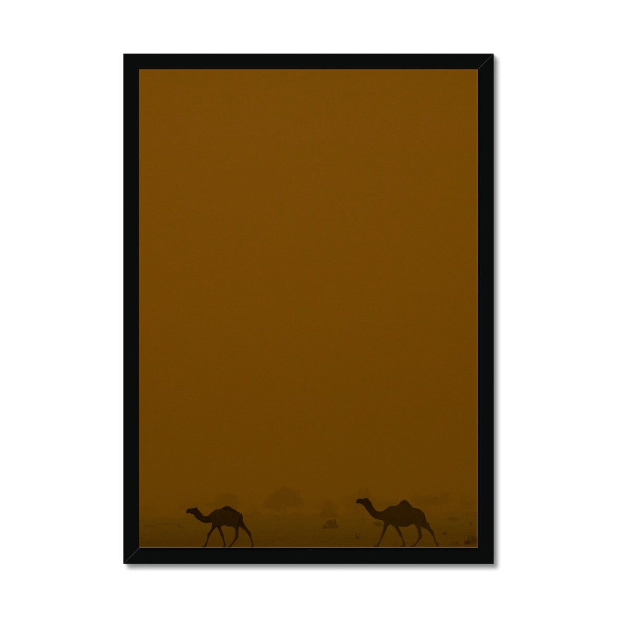 Roaming Camels II Riyadh