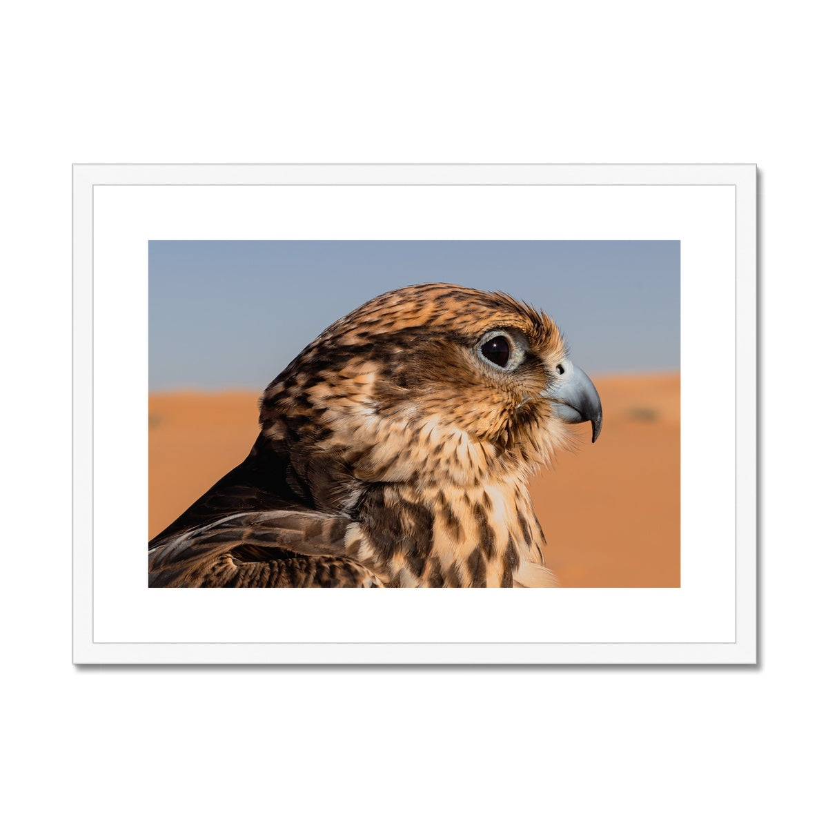Saudi Falcon
