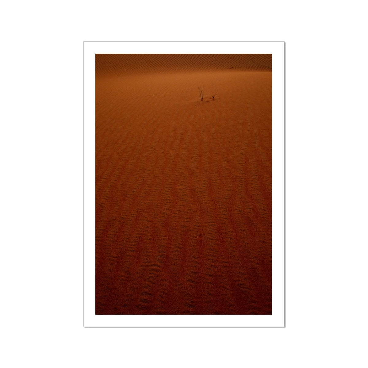 Arabian Sands | Tiger Lily Glow