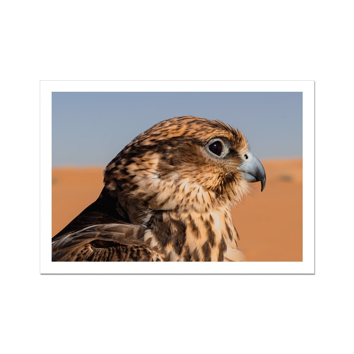 Saudi Falcon