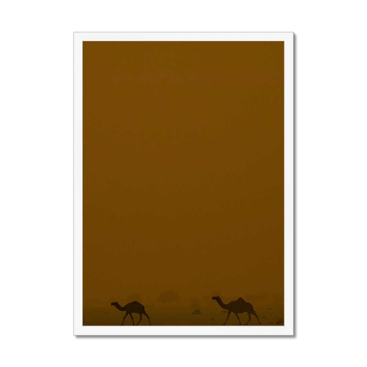 Roaming Camels II Riyadh