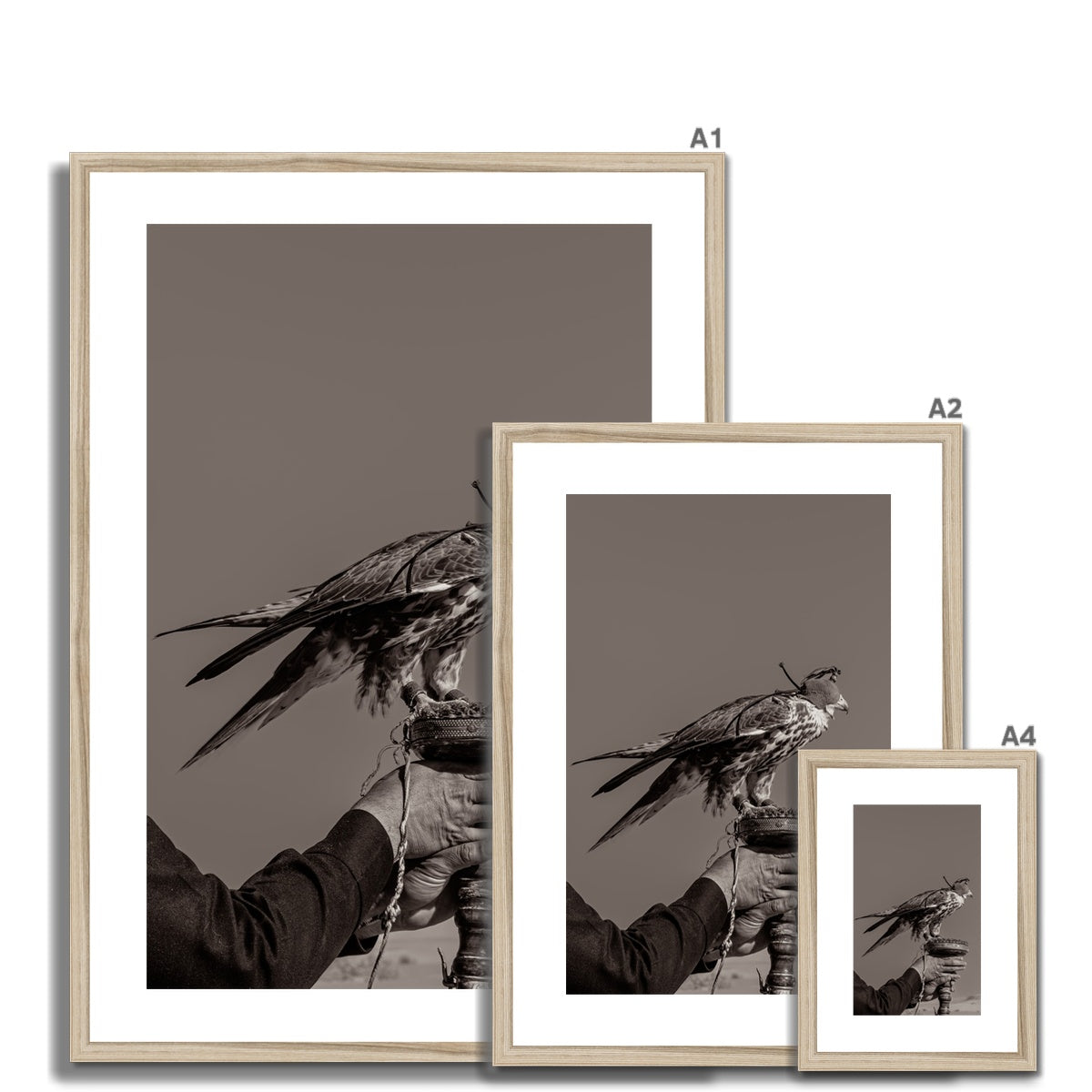 Falconry