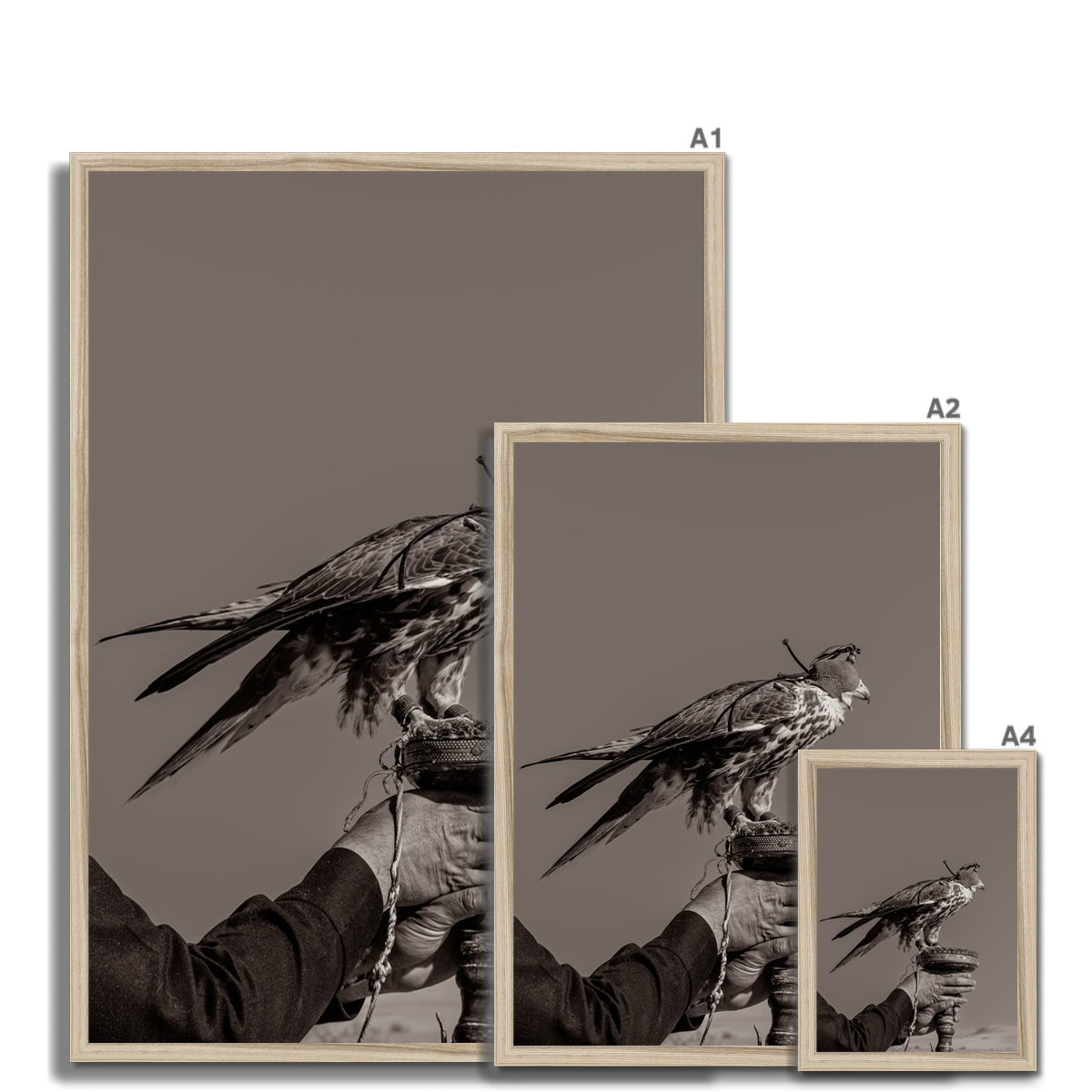 Falconry