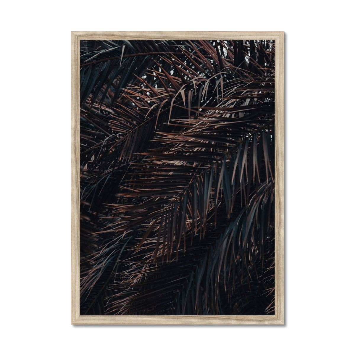 Saudi Palms